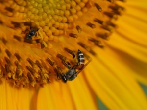 bee-pollen528262561