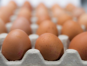 eggs-550652_640