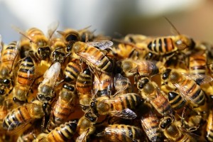 honey-bees-326334_640