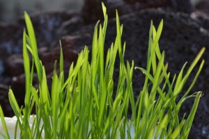 grass-435986_640