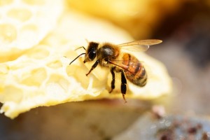 honey-bee-354993_640