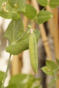 pea-plant-382294_640