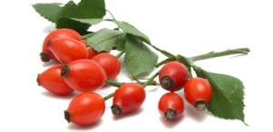 rosehip