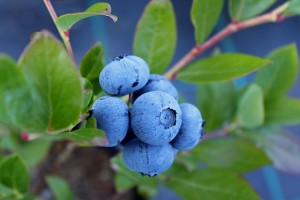 blueberry-1062712_640