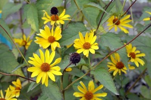 jerusalem-artichokes-998437_640