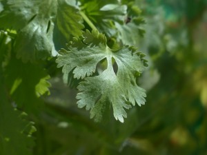 real-coriander-115373_640