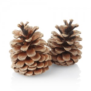 Pine-nuts3