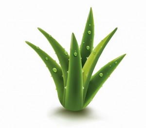 aloe-vera-header2