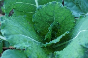 cabbage-1374870_640