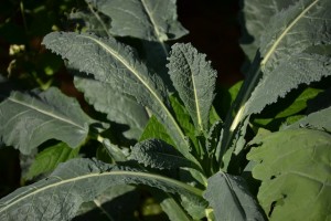 kale-252019_640