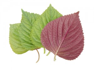 shiso-leaves1