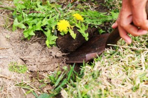 dandelion-tea-step1