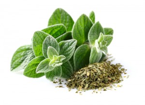 oregano09754