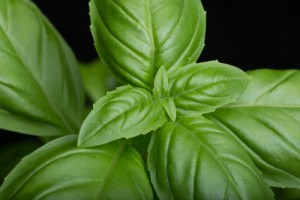 basil-receipe21167093