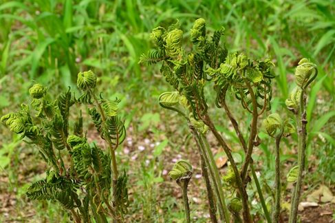 ぜんまいのアク抜き 乾燥 保存方法とは 人気料理１０選 神様の食材